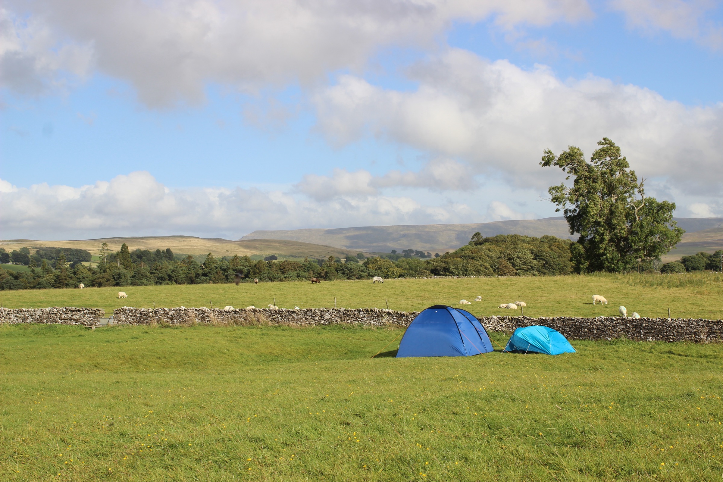 Two blue tents beside a drystone wall in a sheep-grazed field, moorland on the horizon