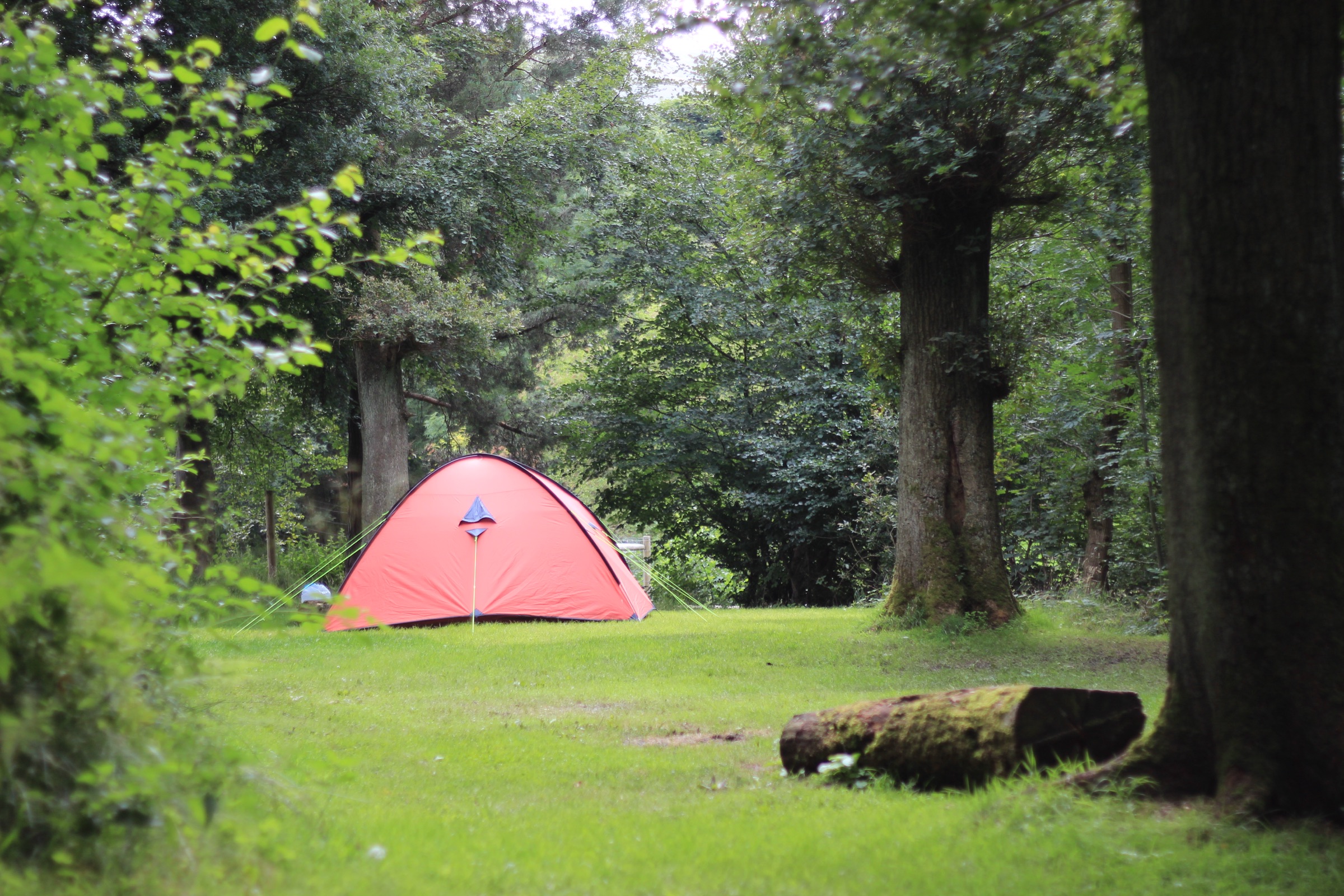 A red tent in a quiet woodland clearing, framed by old oak trunks